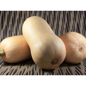 Гарбуз Тіана F1, Enza Zaden