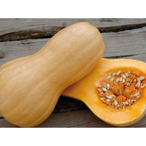 Гарбуз Матільда F1, Enza Zaden