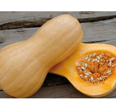 Гарбуз Матільда F1, Enza Zaden