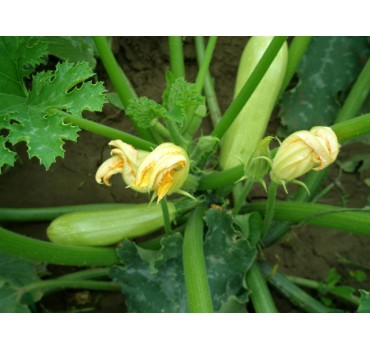 Кабачок Ісмалія F1, Enza Zaden Кабачок Ісмалія F1, Enza Zaden