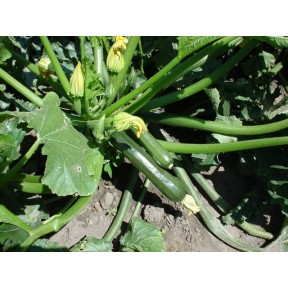 Кабачок Лейла F1, Enza Zaden