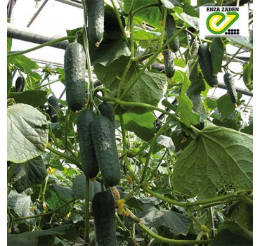 Огірок Дерія F1, Enza Zaden