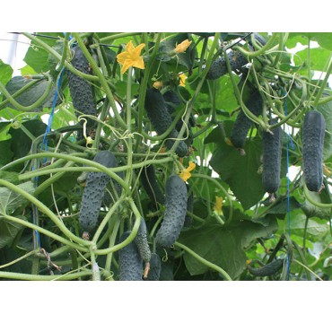 Огірок Седрік F1, Enza Zaden