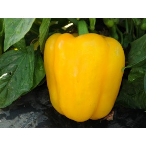 Перець солодкий Абей F1, Enza Zaden
