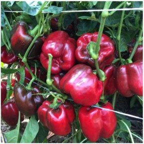 Перець солодкий Алміранте F1, Enza Zaden