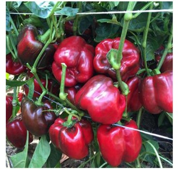 Перець солодкий Алміранте F1, Enza Zaden