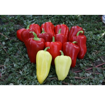 Перець солодкий Анетта F1, Enza Zaden