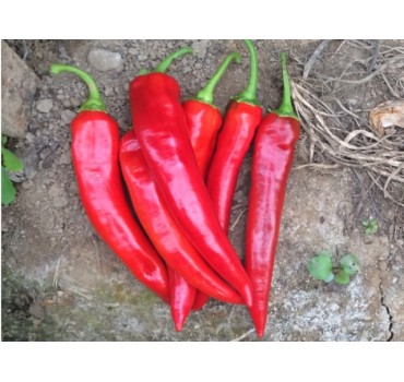 Перець гіркий Шакіра F1, Enza Zaden