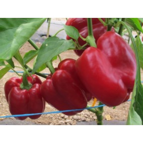 Перець солодкий Клерені F1, Enza Zaden
