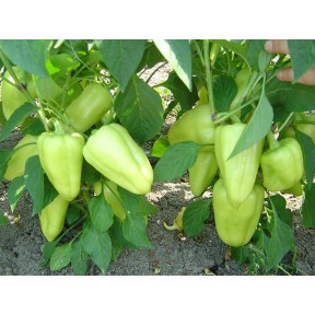 Перець Лотта F1, Enza Zaden