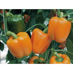 Перець солодкий Магно F1, Enza Zaden Перець солодкий Магно F1, Enza Zaden