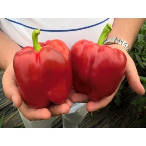 Перець солодкий Прокрафт F1, Enza Zaden Перець солодкий Прокрафт F1, Enza Zaden