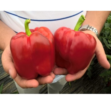 Перець солодкий Прокрафт F1, Enza Zaden