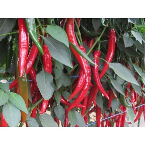 Перець гіркий Хайфі F1, Enza Zaden