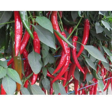 Перець гіркий Хайфі F1, Enza Zaden