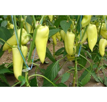 Перець солодкий Немезіс F1, Enza Zaden