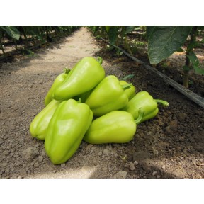 Перець солодкий Амаретта F1, Enza Zaden