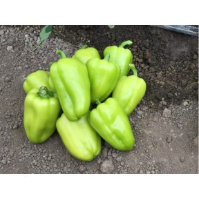 Перець солодкий Іветта F1, Enza Zaden