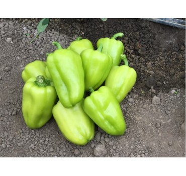Перець солодкий Іветта F1, Enza Zaden