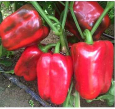 Перець солодкий Банкерс F1, Enza Zaden