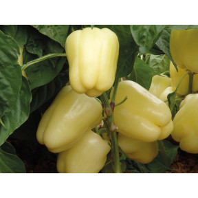 Перець солодкий Бланчіна F1, Enza Zaden