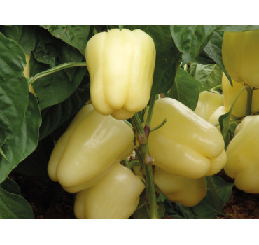 Перець солодкий Бланчіна F1, Enza Zaden