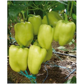Перець солодкий Ірен F1, Enza Zaden
