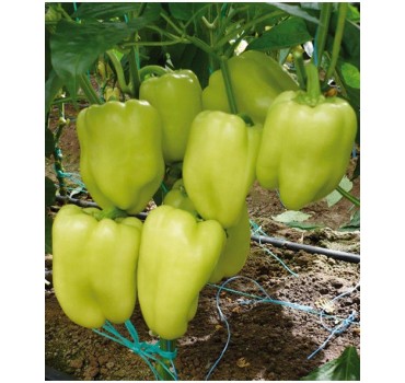 Перець солодкий Ірен F1, Enza Zaden