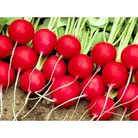 Редис Селеста F1, Enza Zaden