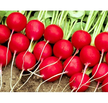 Редис Селеста F1, Enza Zaden