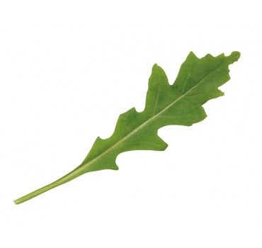 Рукола Грація, Enza Zaden