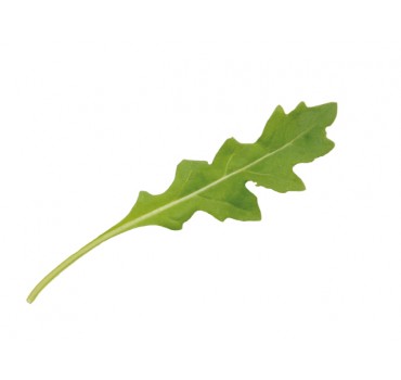 Рукола Летиція, Enza Zaden