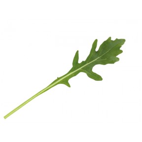 Рукола Пруденція F1, Enza Zaden