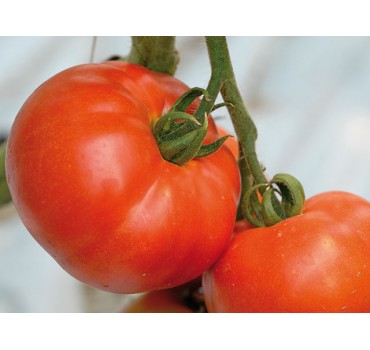 Томат Берберана F1, Enza Zaden