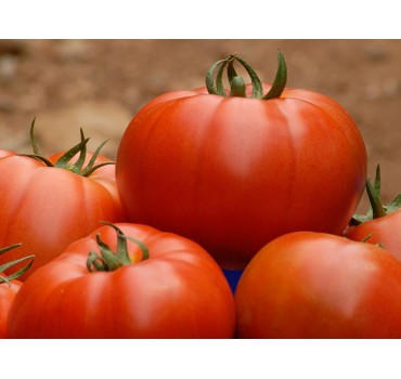 Томат Беллє F1, Enza Zaden