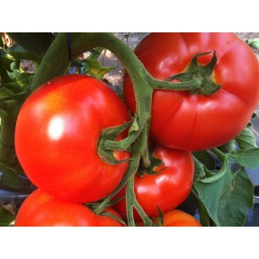 Томат Беллфорт F1, Enza Zaden