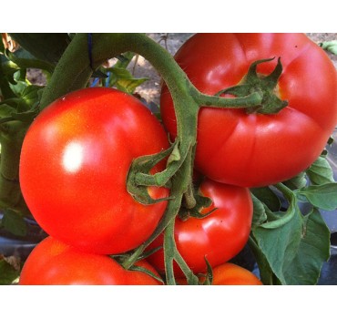 Томат Беллфорт F1, Enza Zaden