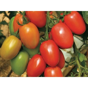 Томат Гранадеро F1, Enza Zaden