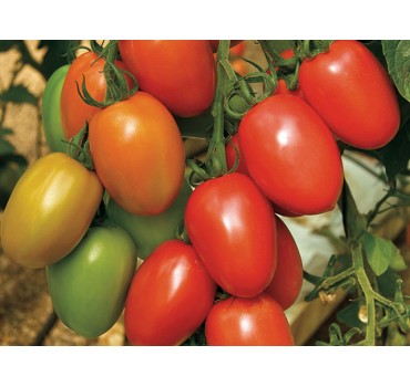 Томат Гранадеро F1, Enza Zaden