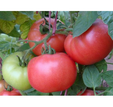 Томат Дімероза F1, Enza Zaden