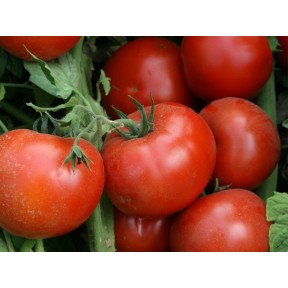 Томат Лоджейн F1, Enza Zaden