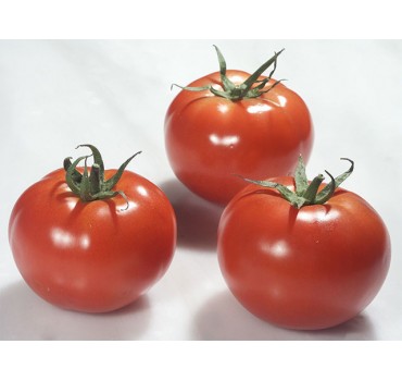 Томат Раллі F1, Enza Zaden
