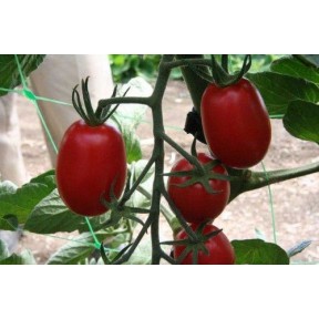 Томат Морелія F1, Enza Zaden