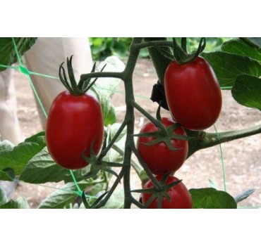 Томат Морелія F1, Enza Zaden