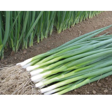 Цибуля Кайгаро F1, Enza Zaden