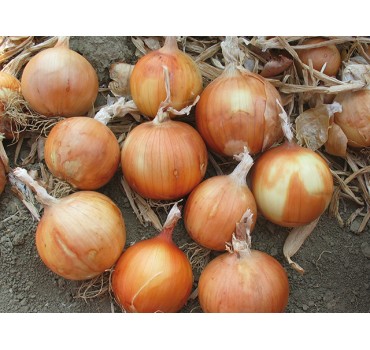 Цибуля Каоба F1, Enza Zaden