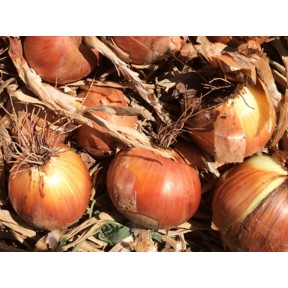 Цибуля Ятоба F1, Enza Zaden