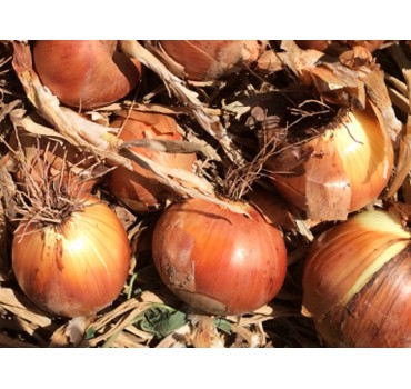 Цибуля Ятоба F1, Enza Zaden