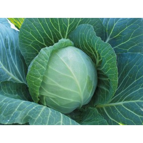 Капуста Радан F1, Enza Zaden