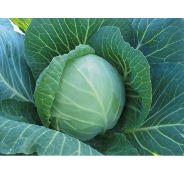 Капуста Радан F1, Enza Zaden